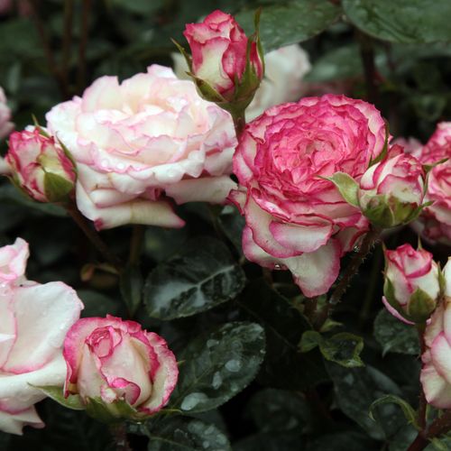 Bílá s růžovým okrajem - Stromkové růže, květy kvetou ve skupinkách - stromková růže s keřovitým tvarem koruny